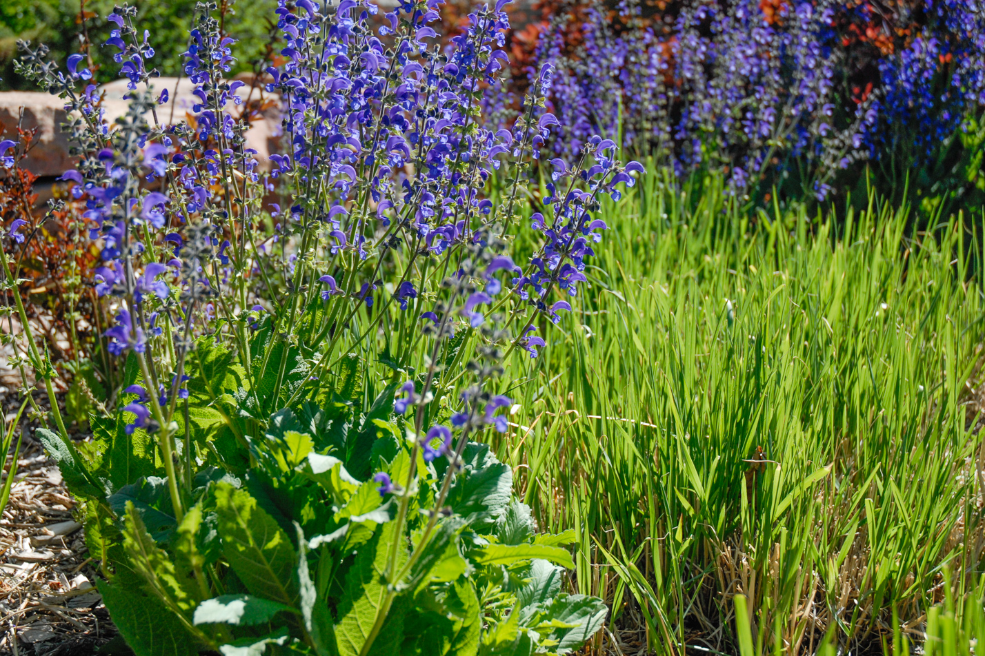 Meadow Clary Sage